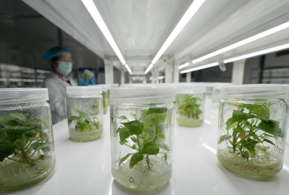 植物组织培养实验室